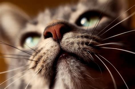 The Magic Behind a Cat's Whiskers